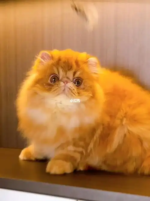 波斯猫红虎斑加菲猫自带微笑脸就很甜可爱