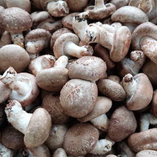 香菇新鲜湖北宜昌蔬菜蘑菇火锅材料现摘3斤装其它