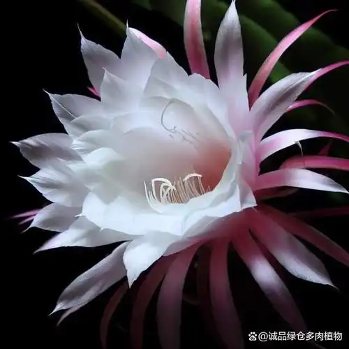 昙花养殖指南:五步教你种出美丽的夜间花王