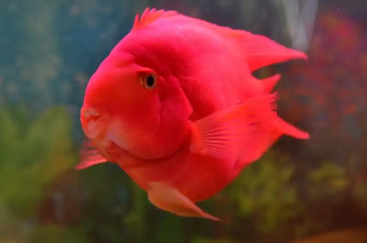 鹦鹉鱼怎么养?鹦鹉鱼养殖方法