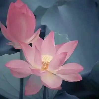 超火的荷花头像72张 中年老年人专用清心荷花精美图片头像