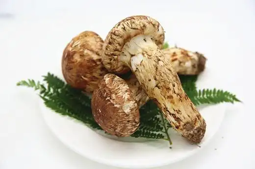 香格里拉松茸1000克珍品