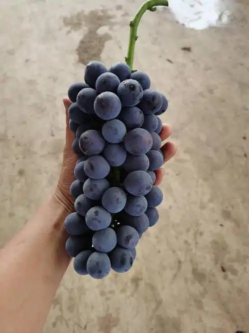 白果树蓝莓葡萄开园啦