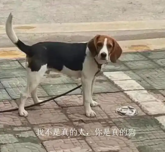 表情包 - 缺大德啥意思 - 实验室设备网