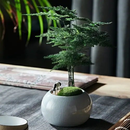 意境盆栽-特价促销-优惠券领取-价格|多少钱|什么牌子好-35优惠券网站