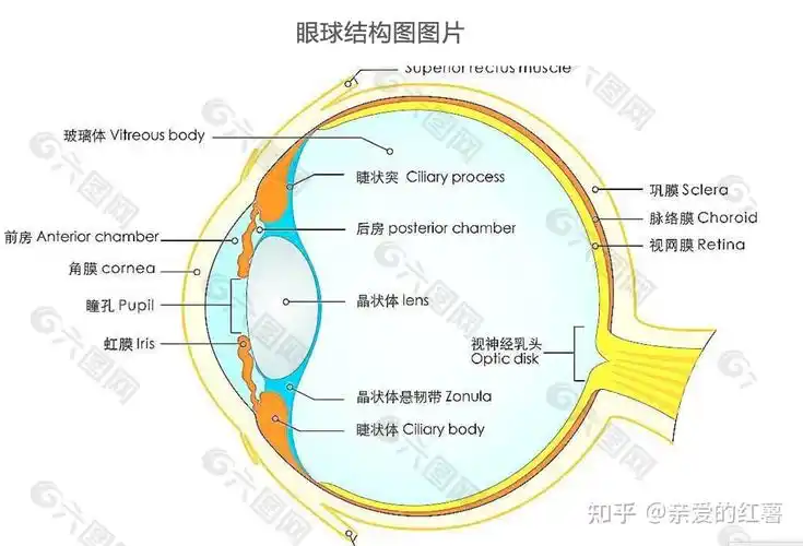 眼睛的进化心理与艺术