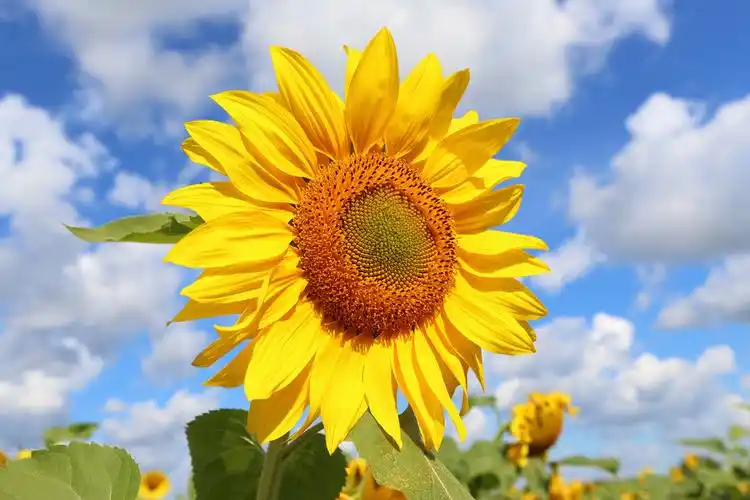 对生活充满阳光的句子致未来自己的唯美句子