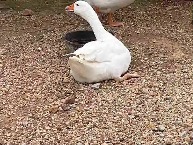 医生您好我想问下我家这个母鹅她生蛋之后腿好像瘸了左右腿一拐一拐的