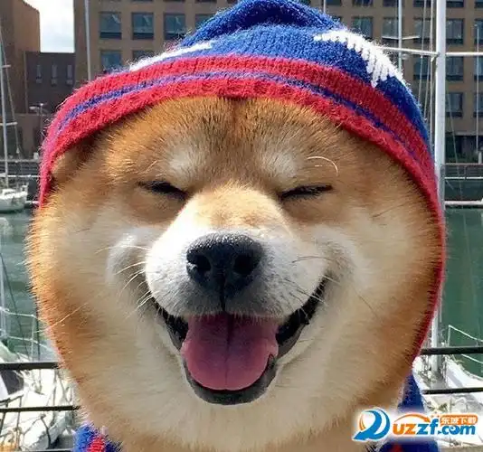 柴犬傻笑无字表情包高清无水印版