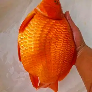 婺源荷包红鲤鱼