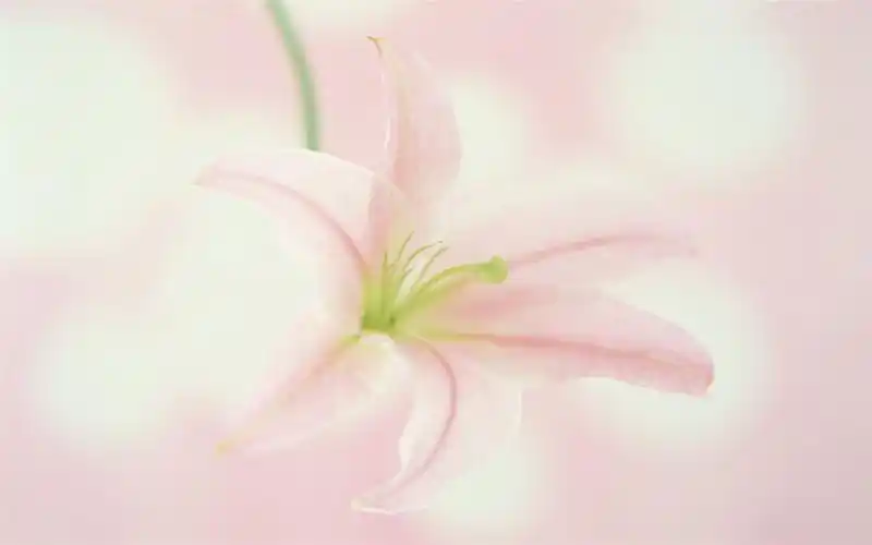 淡雅百合花高清桌面壁纸