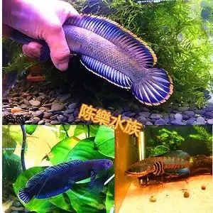 诚森七彩彩虹雷龙鱼大型幼苗凶猛观赏鱼一对冷水小型 淡水 好养