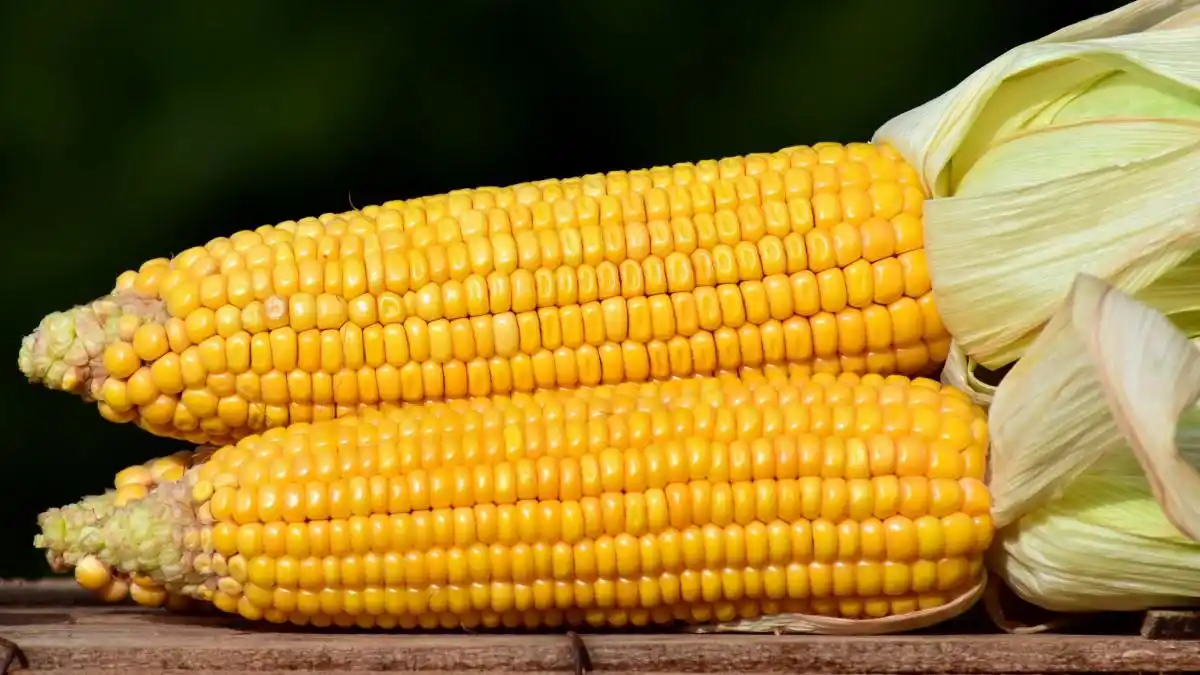 高清玉米图片大全-花卉壁纸-高清花卉图片-第6图-娟娟壁纸