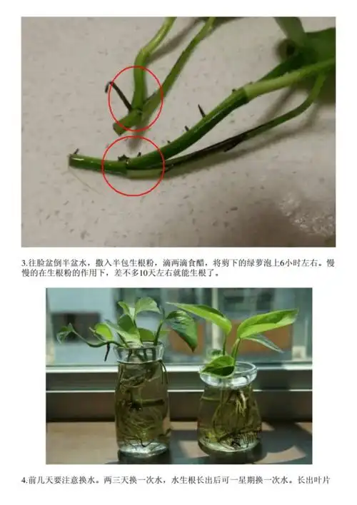 这么水培扦插绿萝长出的枝条,很快就出根了!可惜刚知道!pdf