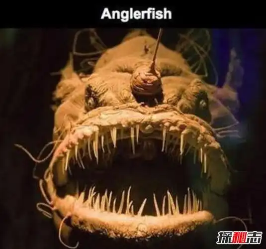 盘点十大深海未知巨型恐怖生物海底神秘未知生物终曝光