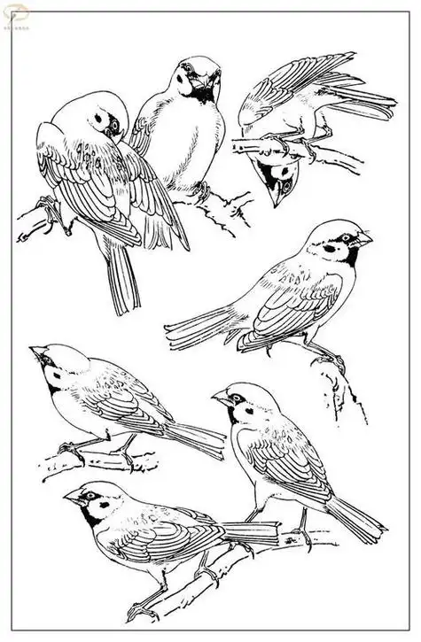 白描画初学者画 白描入门