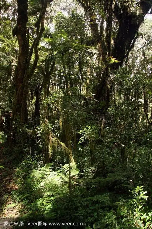 非洲坦桑尼亚的乞力马扎罗山