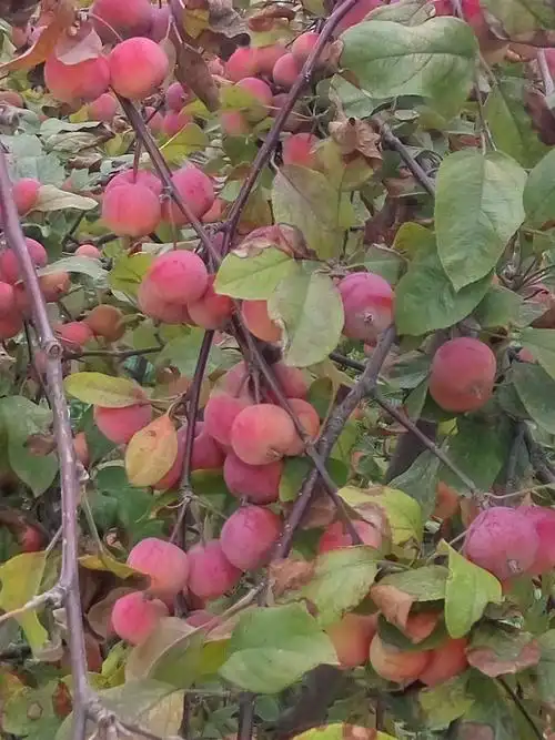 百色市紫叶碧桃苗怎么样龙柱碧桃