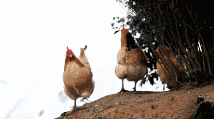 店内全部采用正宗的跑山鸡为了保证口感首当其冲就是对食材的选择一场