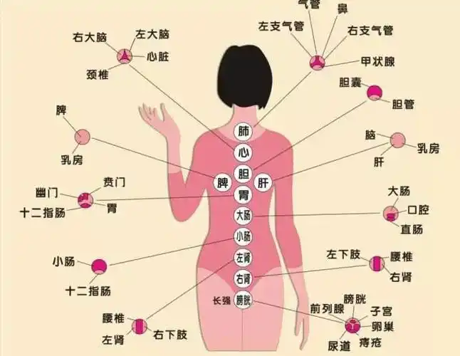 拔罐从背部颜色看个人身体状况