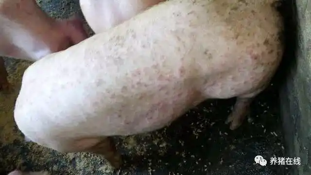 猪身上的"疙瘩"真是蚊子咬的吗?