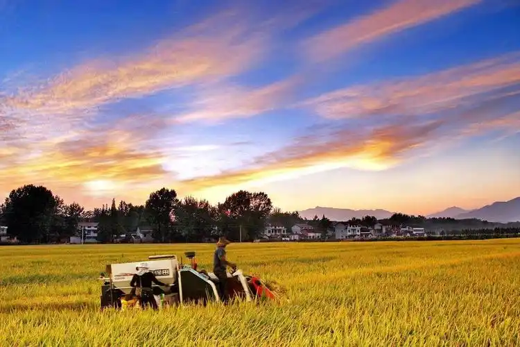 城固:又是一个丰收年_陕西农村网