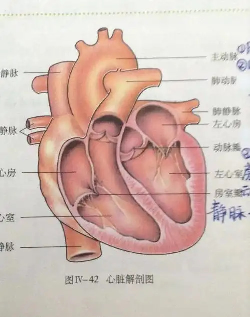妹妹只是想要橡皮泥捏成的心!姐姐给她捏了一个心脏模型