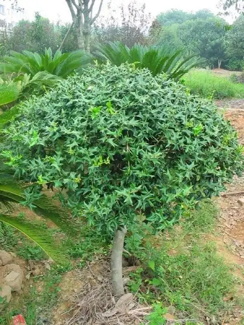 农村这种树连鸟都察觉到危险为何现在农民要大肆砍伐