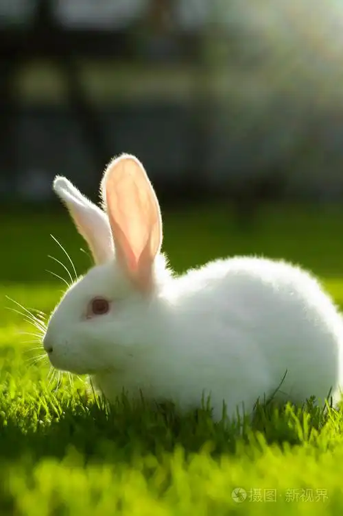 在一个阳光明媚的字段上的白色兔子