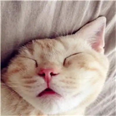 可爱又萌萌哒的小猫图片头像 特别乖巧的猫咪图片头像大全_动物头像