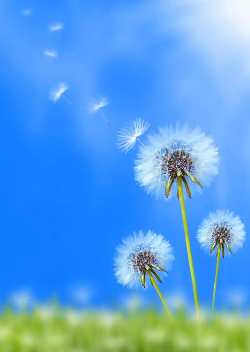 草地蒲公英图片