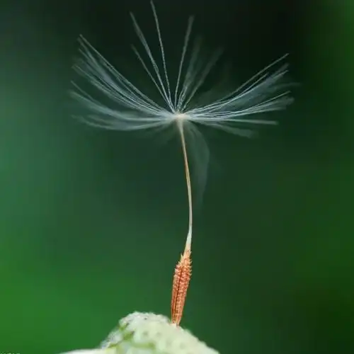 原创〕蒲公英的歌声满天飞