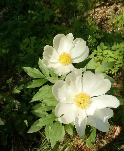只有在山里才能见到的山芍药花