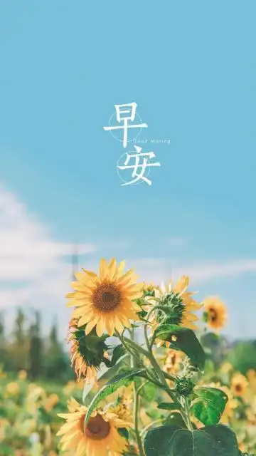 早上好向日葵文字唯美清新专  题向日葵文字图片唯美风景清新淡雅0