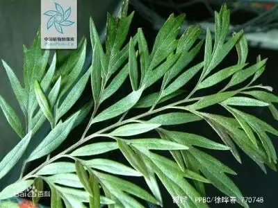 叶为2回羽状深裂,裂片5-10对,披针形,常5-10厘米,两端均渐狭,第2次