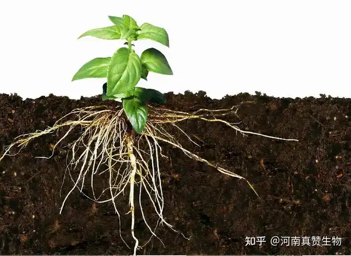 作物如何快速生根用什么产品可以让作物生根壮苗预防早衰