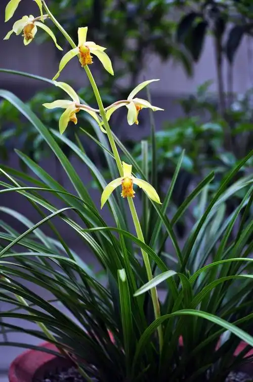 兰花图片大全大图 兰花图片大全大图(兰花图片大全大图高清) 生活