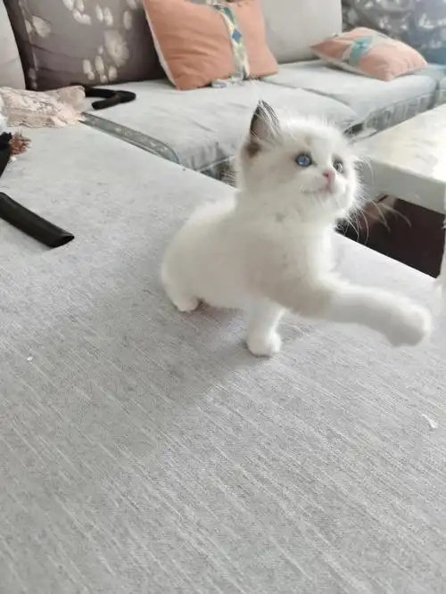 2个月的蓝双布偶猫卡路里