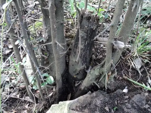 遵义的野生金弹子