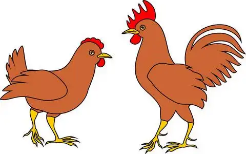 棕色卡通母鸡和公鸡在白色背景照片