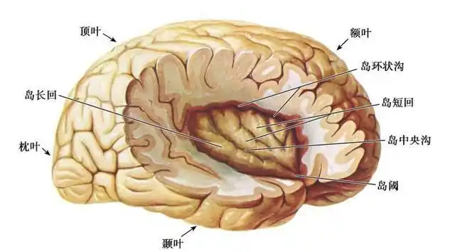 图8-6 脑岛 (六)边缘叶