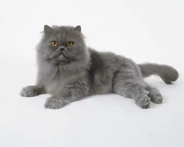 白天,白色背景,侧面,宠物,猫,阴影,光线,影子,波斯猫,注视,一只,灰色