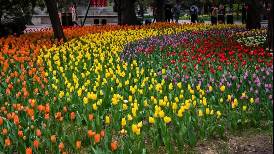 中山公园郁金香花展今天开幕.