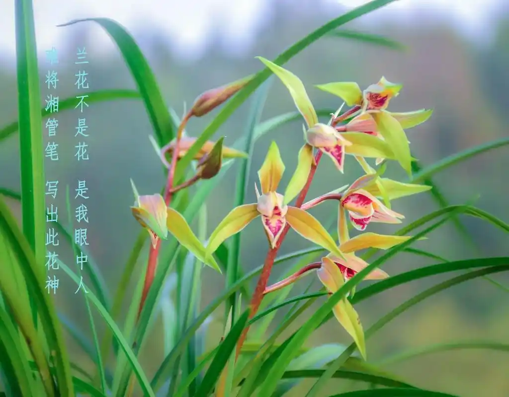 手痒随便拍.谁知道中间花的品种#兰花 - 抖音