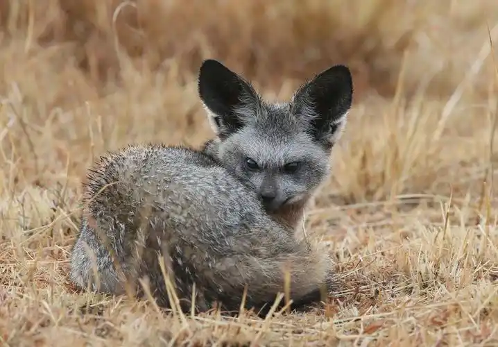 壁纸,3591x2500,狐狸,otocyon megalotis,动物,下载,照片