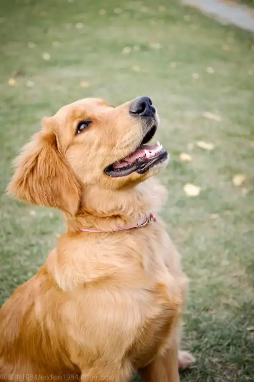 清澈的眼睛 干净的信赖