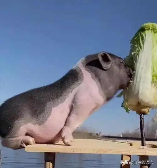 猪拱白菜是以前,猪没圈来回跑,公猪母猪拱红薯,白菜,因为种白菜也不