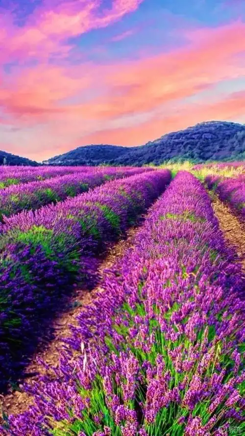 薰衣草的花花世界,一望无际的花海,令人神往,赞叹不已.