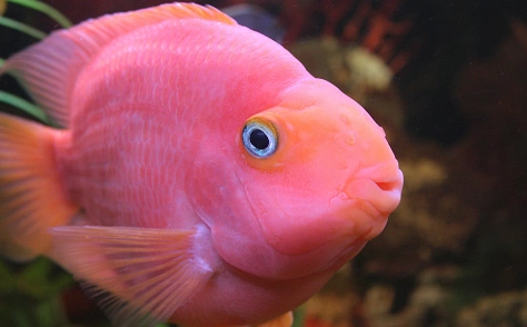 迷你鹦鹉鱼雌雄如何鉴别?