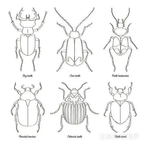 套甲虫例证插画-正版商用图片0fyyxy-摄图新视界